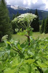 heracleum mantegazzianum