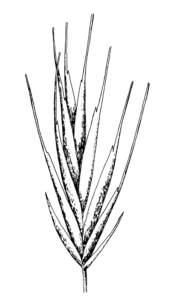 bromus