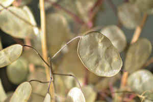 lunaria