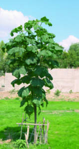 Paulownia tomentosa specie aliene