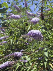 Buddleia davidii specie aliene