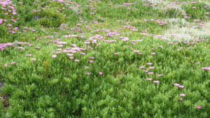 carpobrotus acinaciformis