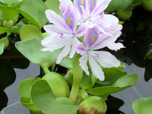 Eichornia crassipes specie aliene