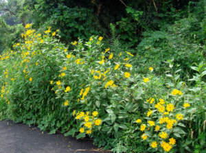 Helianthus tuberosus specie aliene
