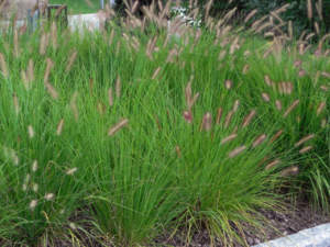 Pennisetum setaceum specie aliene