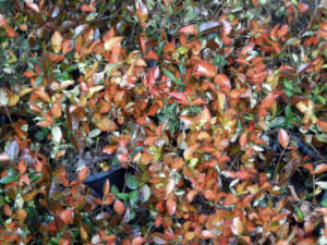 Rincospermum jasminoides ‘Summer Sunset’