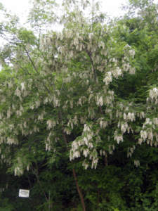 Robinia pseudacacia specie aliene