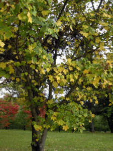 acer campestre cambiamento climatico