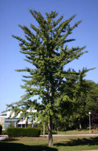 ginkgo biloba cambiamento climatico