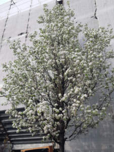 pyrus calleryana chanticleer cambiamento climatico