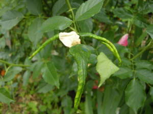 tentredine blennocampa